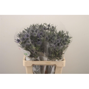 Eryngium Mag Blue Lagoon