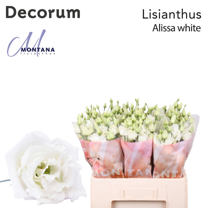 Lisianthus Alissa white 60cm