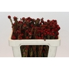 Kaaps Groen Tortum Red