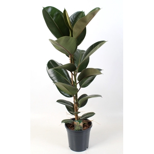 Ficus elastica Robusta 21 cm