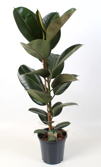 <h4>Ficus elastica Robusta 21 cm</h4>