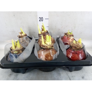 Hippeastrum   ...waxed