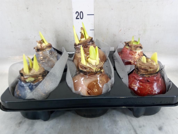 <h4>Hippeastrum   ...waxed</h4>