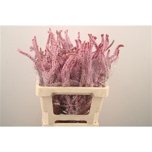 Psylliostachys Suwor