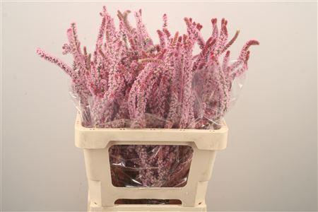 <h4>Psylliostachys Suwor</h4>
