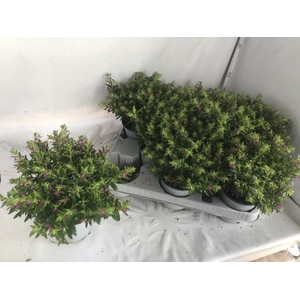 CUPH HYSSOPIFOLIA