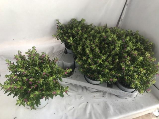 <h4>CUPH HYSSOPIFOLIA</h4>