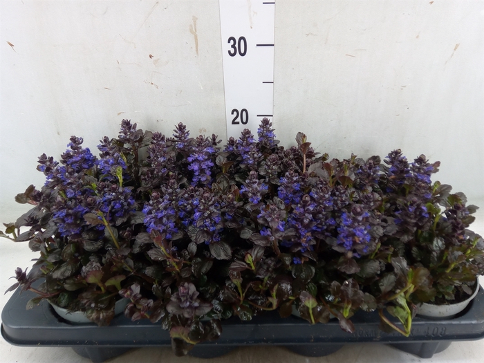 <h4>Ajuga reptans   ...</h4>