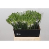 Ornithogalum Mount Fuji