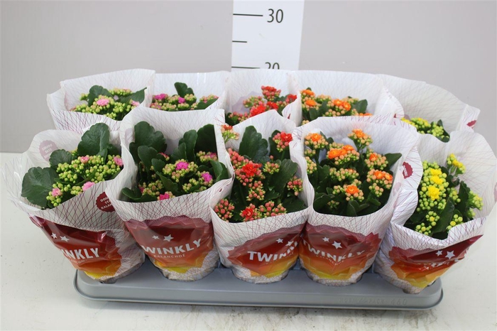 <h4>Kalanchoe Calandiva Mix</h4>