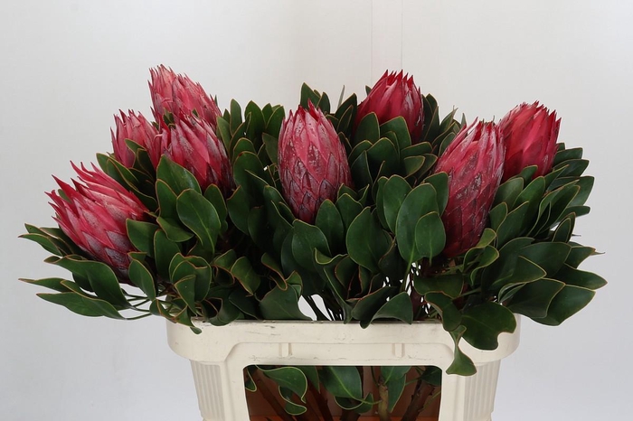 <h4>Protea Cynaroides Madiba</h4>