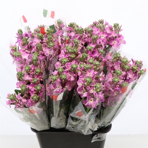 Matthiola Iron Deep Pink