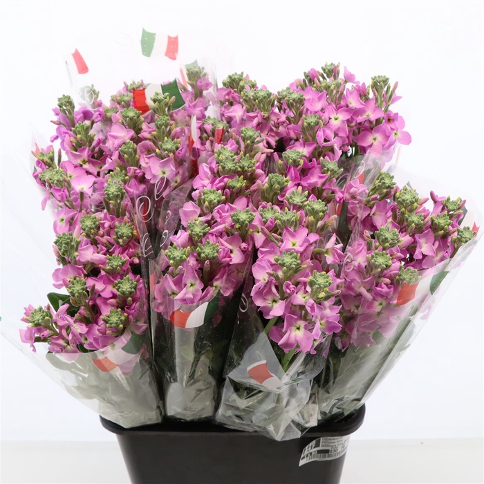 <h4>Matthiola Iron Deep Pink</h4>