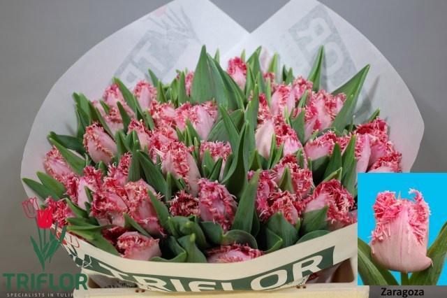 <h4>TU FR ZARAGOZA</h4>