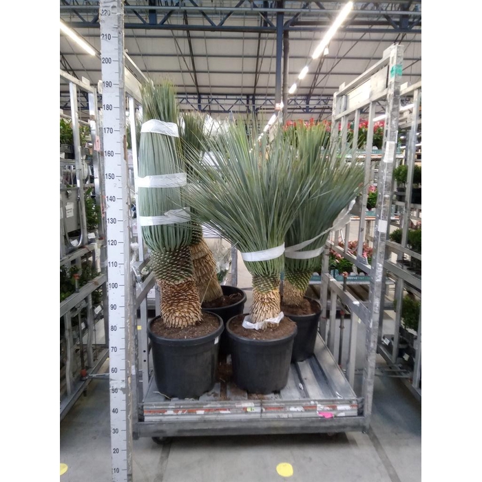 <h4>Yucca rostrata</h4>