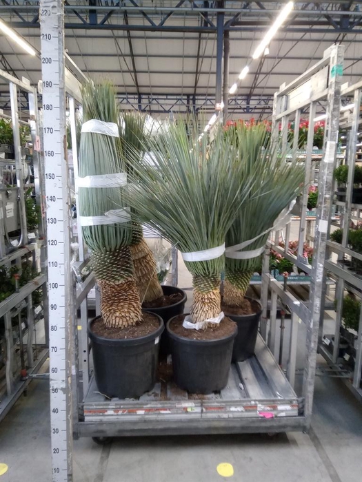 Yucca rostrata