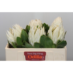 Protea Cyn. Ayoba Arctic Ice