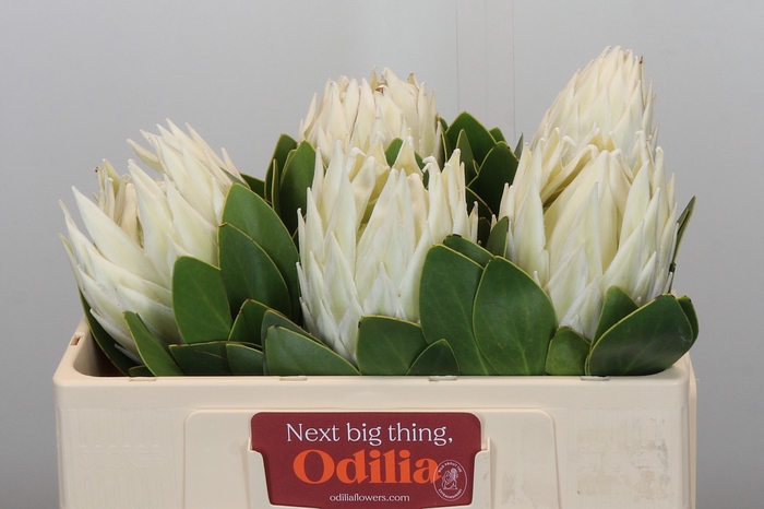 <h4>Protea Cyn. Ayoba Arctic Ice</h4>