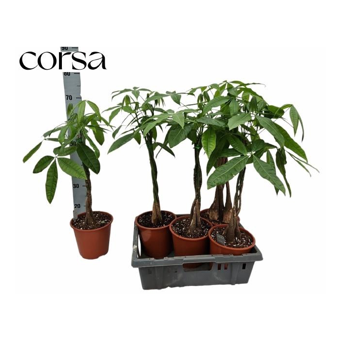 <h4>PACHIRA AQUATICA</h4>