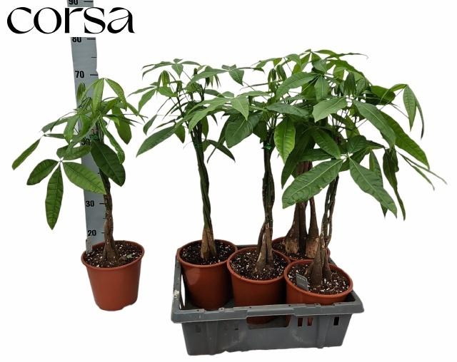 <h4>PACHIRA AQUATICA</h4>