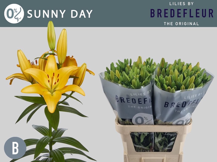 <h4>LI LA SUNNY DAY 5+</h4>