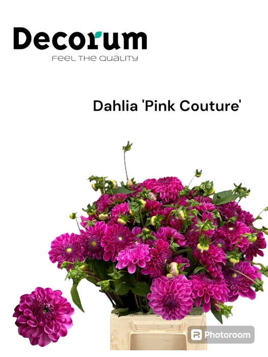 <h4>Dahlia Pink Couture 566</h4>