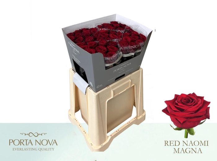 <h4>R GR RED NAOMI! MAGNA 60-34</h4>