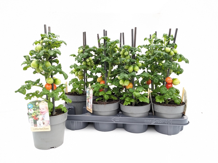 <h4>TOMATENPLANTEN</h4>