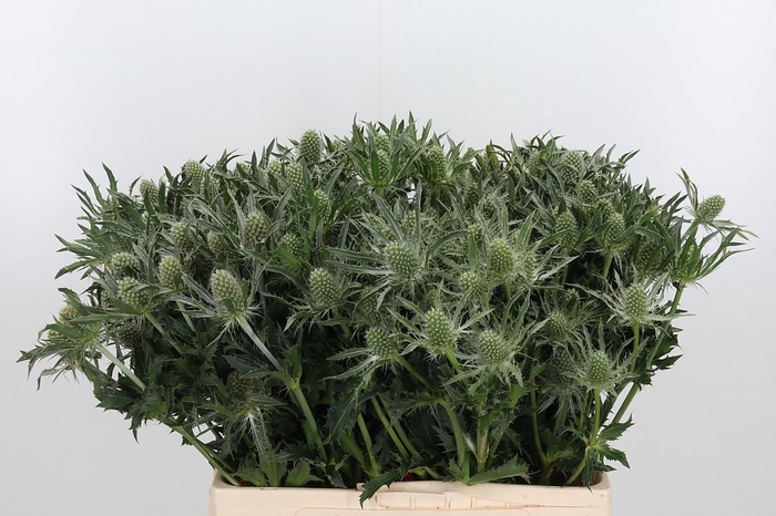 <h4>Eryn White Star</h4>