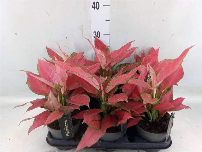 <h4>Aglaonema  'Cherry Baby'</h4>