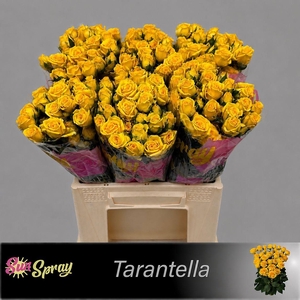R TR TARANTELLA