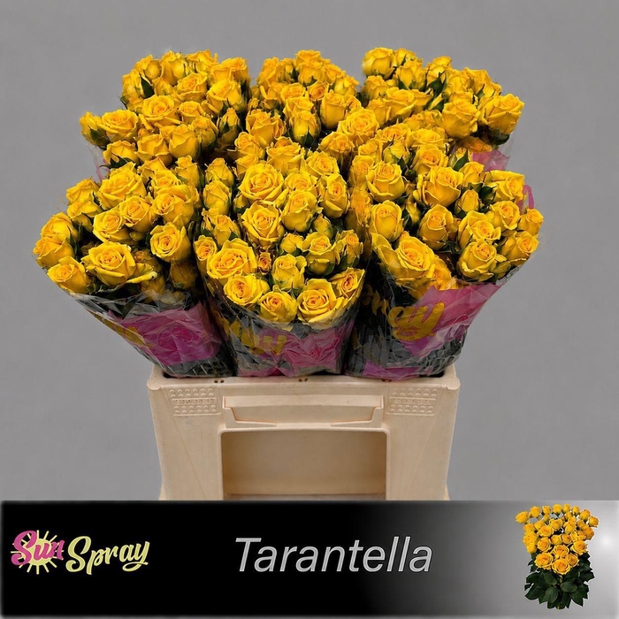 <h4>R TR TARANTELLA</h4>