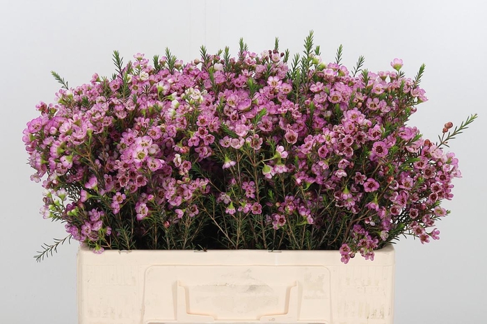 <h4>Chame Painted Lady</h4>