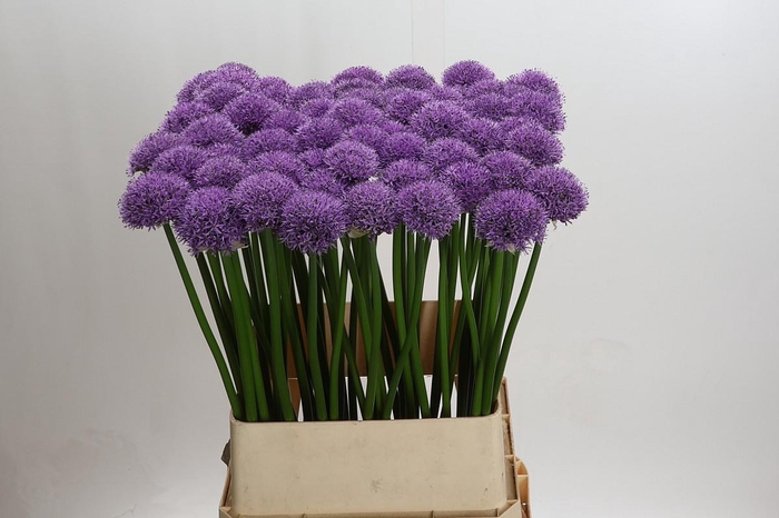 <h4>Allium Gladiator</h4>
