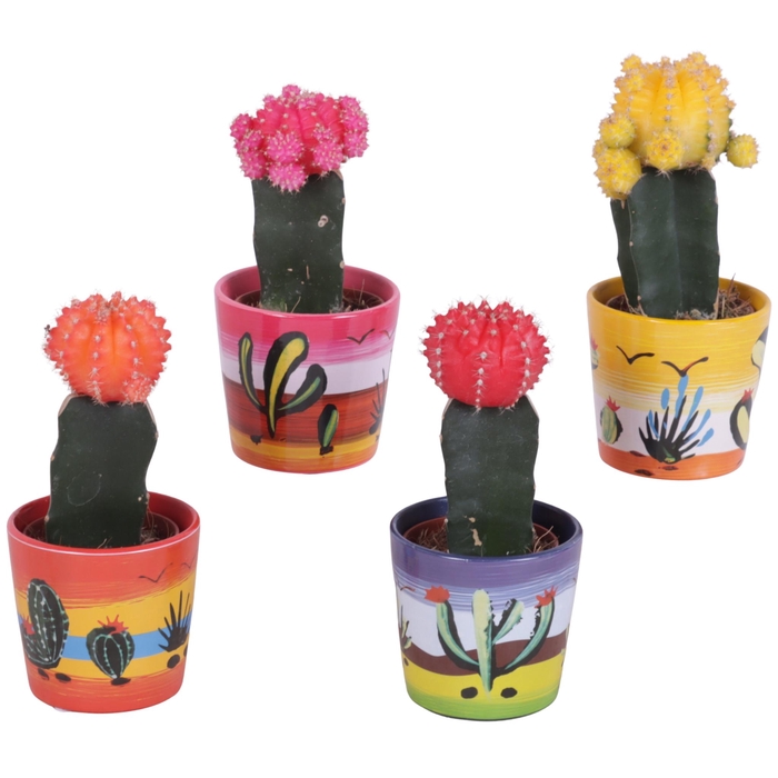 <h4>Cactus mix 5,5cm in Ceramic Pot Mexico Ø07cm</h4>