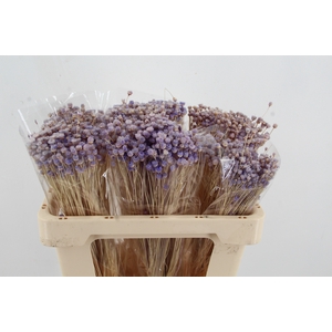 DF Berina Lilac Bs