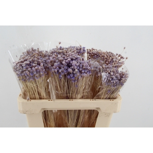 DF Berina Lilac Bs