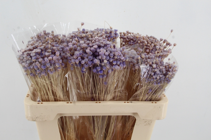 <h4>DF Berina Lilac Bs</h4>