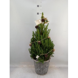 Picea glauca 'December'