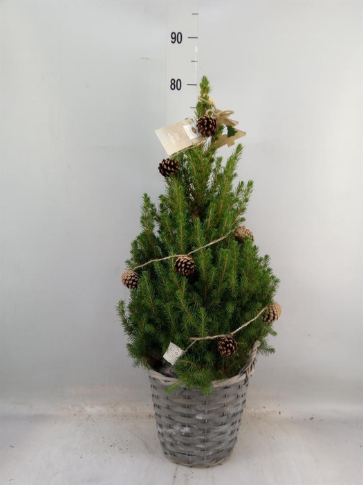 <h4>Picea glauca 'December'</h4>