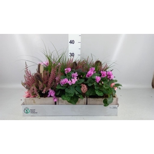 Arr.   Tuinplanten L%