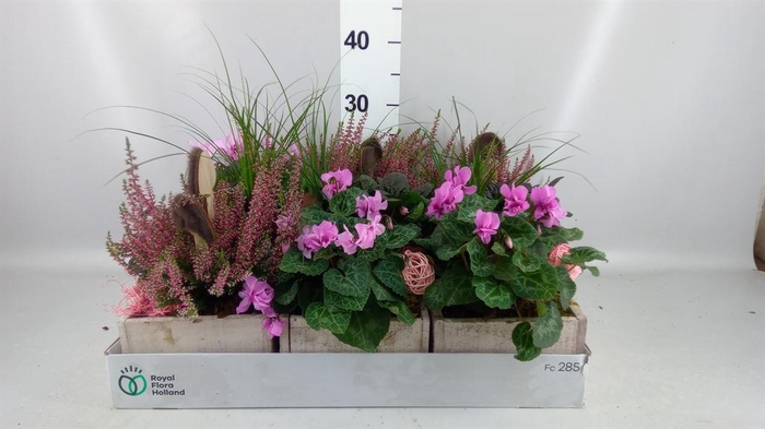 <h4>Arr.   Tuinplanten L%</h4>