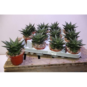 Haworthia Limfolia