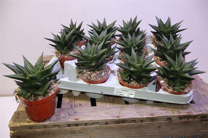 <h4>Haworthia Limfolia</h4>