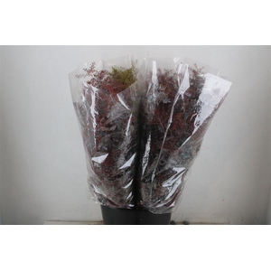 Mimosa Baleana Abs Red P Bunch