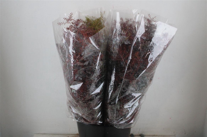 <h4>Mimosa Baleana Abs Red P Bunch</h4>