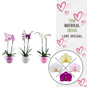 Phal. 2 spike Mix in Lisa keramiek