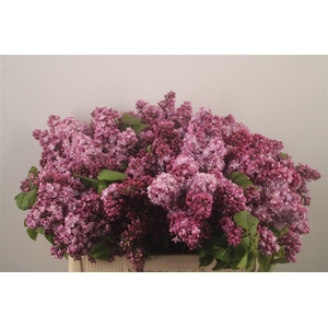 Syringa Per Bos Pink