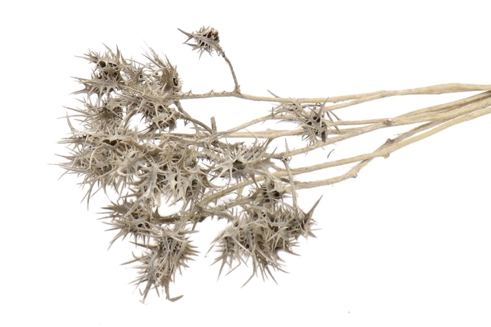 <h4>Bunch Eryngium L60</h4>