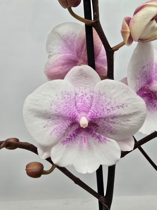 <h4>Limited 44 week 8</h4>